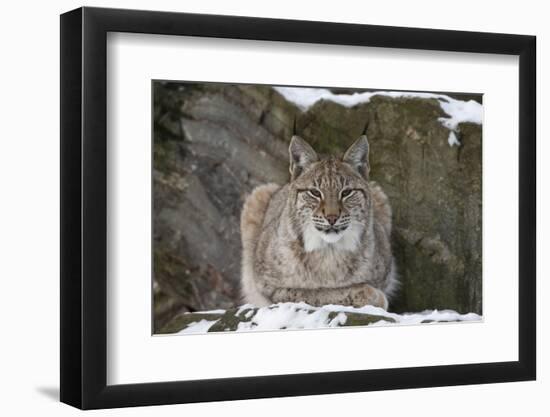 Northern Lynx (Lynx Lynx Lynx), Captive, Highland Wildlife Park, Kingussie, Scotland, U.K.-Ann & Steve Toon-Framed Photographic Print