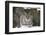 Northern Lynx (Lynx Lynx Lynx), Captive, Highland Wildlife Park, Kingussie, Scotland, U.K.-Ann & Steve Toon-Framed Photographic Print