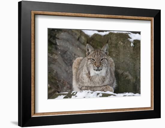 Northern Lynx (Lynx Lynx Lynx), Captive, Highland Wildlife Park, Kingussie, Scotland, U.K.-Ann & Steve Toon-Framed Photographic Print