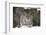 Northern Lynx (Lynx Lynx Lynx), Captive, Highland Wildlife Park, Kingussie, Scotland, U.K.-Ann & Steve Toon-Framed Photographic Print