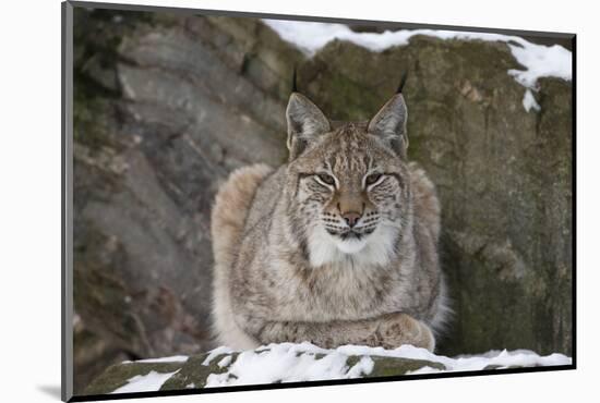 Northern Lynx (Lynx Lynx Lynx), Captive, Highland Wildlife Park, Kingussie, Scotland, U.K.-Ann & Steve Toon-Mounted Photographic Print