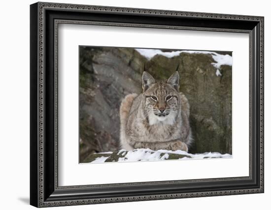 Northern Lynx (Lynx Lynx Lynx), Captive, Highland Wildlife Park, Kingussie, Scotland, U.K.-Ann & Steve Toon-Framed Photographic Print