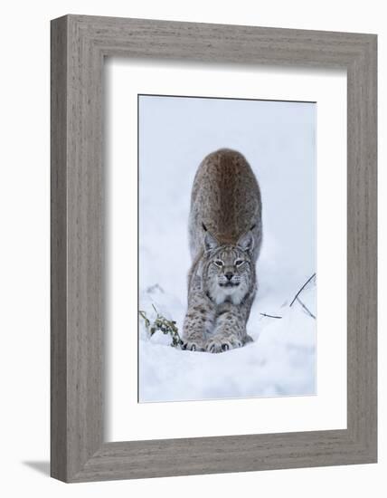 Northern Lynx (Lynx Lynx Lynx), Captive, Highland Wildlife Park, Kingussie, Scotland, U.K.-Ann & Steve Toon-Framed Photographic Print