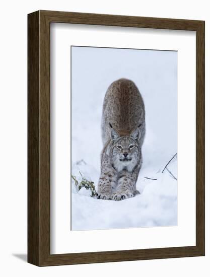 Northern Lynx (Lynx Lynx Lynx), Captive, Highland Wildlife Park, Kingussie, Scotland, U.K.-Ann & Steve Toon-Framed Photographic Print