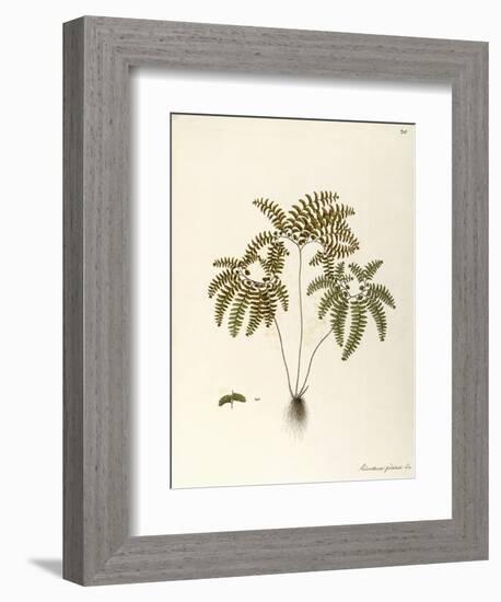 Northern Maidenhair Fern (Adiantum Pedatum)-null-Framed Giclee Print