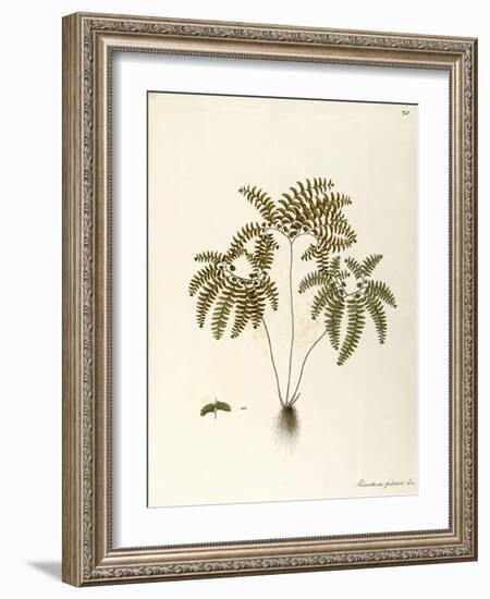 Northern Maidenhair Fern (Adiantum Pedatum)-null-Framed Giclee Print