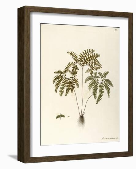 Northern Maidenhair Fern (Adiantum Pedatum)-null-Framed Giclee Print