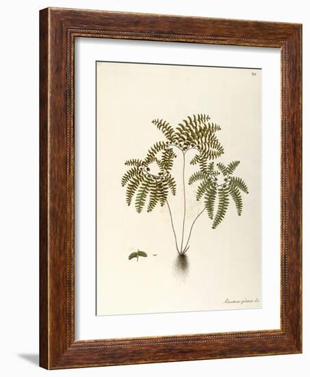 Northern Maidenhair Fern (Adiantum Pedatum)-null-Framed Giclee Print