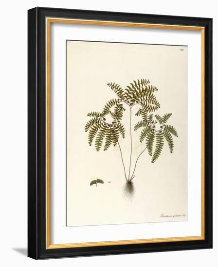 Northern Maidenhair Fern (Adiantum Pedatum)-null-Framed Giclee Print