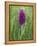 Northern Marsh Orchid (Dactylorhiza Purpurella), Craignure, Mull, Inner Hebrides, Scotland-Steve & Ann Toon-Framed Premier Image Canvas