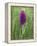 Northern Marsh Orchid (Dactylorhiza Purpurella), Craignure, Mull, Inner Hebrides, Scotland-Steve & Ann Toon-Framed Premier Image Canvas