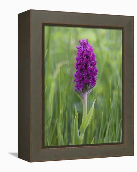 Northern Marsh Orchid (Dactylorhiza Purpurella), Craignure, Mull, Inner Hebrides, Scotland-Steve & Ann Toon-Framed Premier Image Canvas