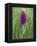 Northern Marsh Orchid (Dactylorhiza Purpurella), Craignure, Mull, Inner Hebrides, Scotland-Steve & Ann Toon-Framed Premier Image Canvas