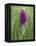 Northern Marsh Orchid (Dactylorhiza Purpurella), Craignure, Mull, Inner Hebrides, Scotland-Steve & Ann Toon-Framed Premier Image Canvas