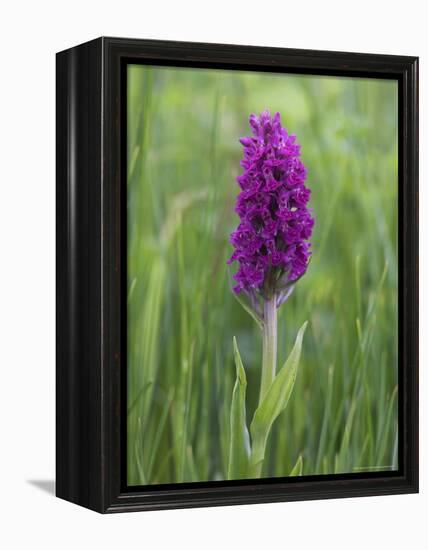 Northern Marsh Orchid (Dactylorhiza Purpurella), Craignure, Mull, Inner Hebrides, Scotland-Steve & Ann Toon-Framed Premier Image Canvas