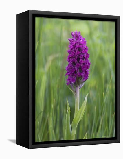 Northern Marsh Orchid (Dactylorhiza Purpurella), Craignure, Mull, Inner Hebrides, Scotland-Steve & Ann Toon-Framed Premier Image Canvas