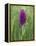 Northern Marsh Orchid (Dactylorhiza Purpurella), Craignure, Mull, Inner Hebrides, Scotland-Steve & Ann Toon-Framed Premier Image Canvas