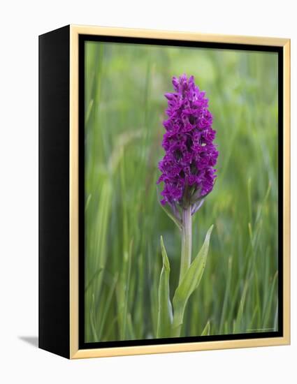 Northern Marsh Orchid (Dactylorhiza Purpurella), Craignure, Mull, Inner Hebrides, Scotland-Steve & Ann Toon-Framed Premier Image Canvas