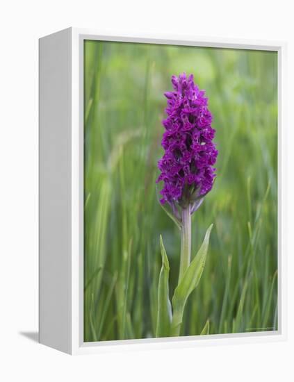 Northern Marsh Orchid (Dactylorhiza Purpurella), Craignure, Mull, Inner Hebrides, Scotland-Steve & Ann Toon-Framed Premier Image Canvas