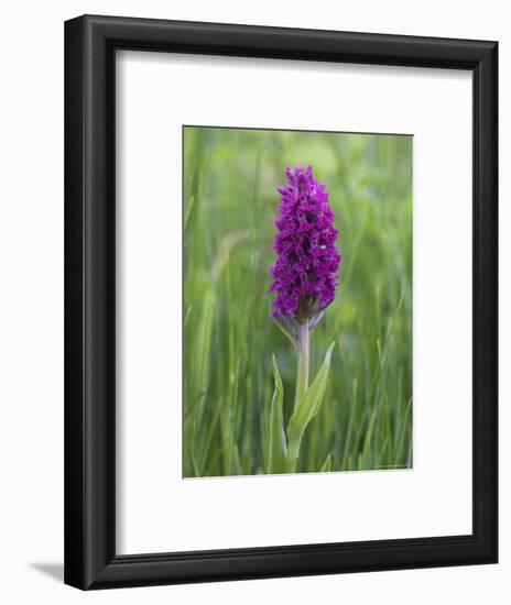 Northern Marsh Orchid (Dactylorhiza Purpurella), Craignure, Mull, Inner Hebrides, Scotland-Steve & Ann Toon-Framed Photographic Print