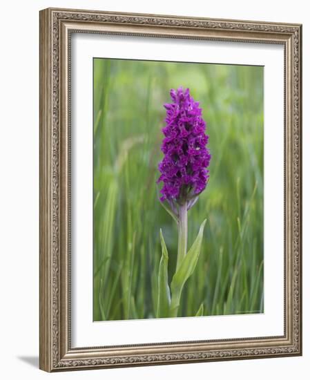 Northern Marsh Orchid (Dactylorhiza Purpurella), Craignure, Mull, Inner Hebrides, Scotland-Steve & Ann Toon-Framed Photographic Print