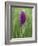 Northern Marsh Orchid (Dactylorhiza Purpurella), Craignure, Mull, Inner Hebrides, Scotland-Steve & Ann Toon-Framed Photographic Print