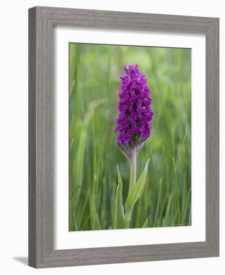 Northern Marsh Orchid (Dactylorhiza Purpurella), Craignure, Mull, Inner Hebrides, Scotland-Steve & Ann Toon-Framed Photographic Print