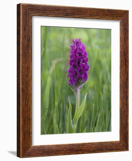 Northern Marsh Orchid (Dactylorhiza Purpurella), Craignure, Mull, Inner Hebrides, Scotland-Steve & Ann Toon-Framed Photographic Print