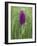 Northern Marsh Orchid (Dactylorhiza Purpurella), Craignure, Mull, Inner Hebrides, Scotland-Steve & Ann Toon-Framed Photographic Print