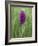 Northern Marsh Orchid (Dactylorhiza Purpurella), Craignure, Mull, Inner Hebrides, Scotland-Steve & Ann Toon-Framed Photographic Print