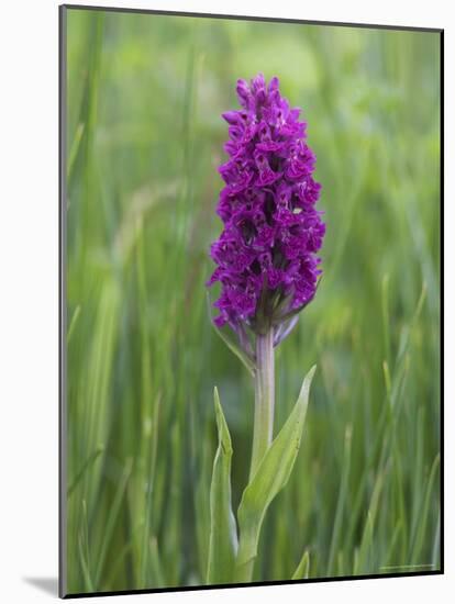 Northern Marsh Orchid (Dactylorhiza Purpurella), Craignure, Mull, Inner Hebrides, Scotland-Steve & Ann Toon-Mounted Photographic Print