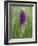 Northern Marsh Orchid (Dactylorhiza Purpurella), Craignure, Mull, Inner Hebrides, Scotland-Steve & Ann Toon-Framed Photographic Print