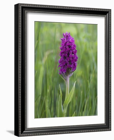 Northern Marsh Orchid (Dactylorhiza Purpurella), Craignure, Mull, Inner Hebrides, Scotland-Steve & Ann Toon-Framed Photographic Print