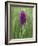 Northern Marsh Orchid (Dactylorhiza Purpurella), Craignure, Mull, Inner Hebrides, Scotland-Steve & Ann Toon-Framed Photographic Print