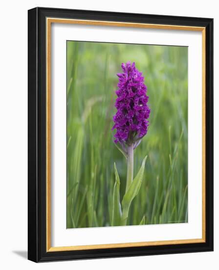 Northern Marsh Orchid (Dactylorhiza Purpurella), Craignure, Mull, Inner Hebrides, Scotland-Steve & Ann Toon-Framed Photographic Print