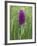 Northern Marsh Orchid (Dactylorhiza Purpurella), Craignure, Mull, Inner Hebrides, Scotland-Steve & Ann Toon-Framed Photographic Print