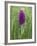 Northern Marsh Orchid (Dactylorhiza Purpurella), Craignure, Mull, Inner Hebrides, Scotland-Steve & Ann Toon-Framed Photographic Print