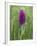 Northern Marsh Orchid (Dactylorhiza Purpurella), Craignure, Mull, Inner Hebrides, Scotland-Steve & Ann Toon-Framed Photographic Print