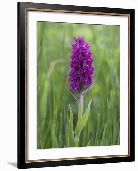 Northern Marsh Orchid (Dactylorhiza Purpurella), Craignure, Mull, Inner Hebrides, Scotland-Steve & Ann Toon-Framed Photographic Print