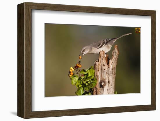 Northern Mockingbird Feeding on Anaqua Berries-Larry Ditto-Framed Photographic Print