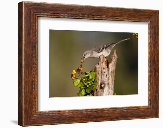 Northern Mockingbird Feeding on Anaqua Berries-Larry Ditto-Framed Photographic Print