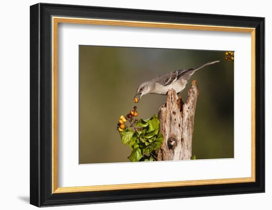 Northern Mockingbird Feeding on Anaqua Berries-Larry Ditto-Framed Photographic Print