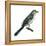 Northern Mockingbird (Mimus Polyglottos), Birds-Encyclopaedia Britannica-Framed Stretched Canvas