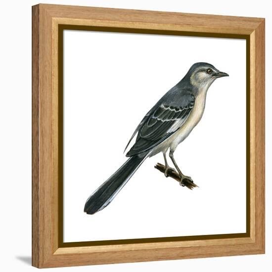 Northern Mockingbird (Mimus Polyglottos), Birds-Encyclopaedia Britannica-Framed Stretched Canvas