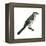 Northern Mockingbird (Mimus Polyglottos), Birds-Encyclopaedia Britannica-Framed Stretched Canvas