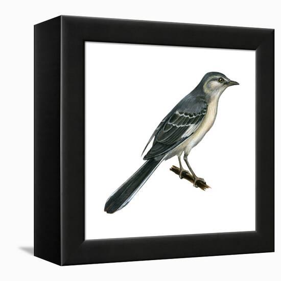 Northern Mockingbird (Mimus Polyglottos), Birds-Encyclopaedia Britannica-Framed Stretched Canvas