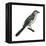 Northern Mockingbird (Mimus Polyglottos), Birds-Encyclopaedia Britannica-Framed Stretched Canvas