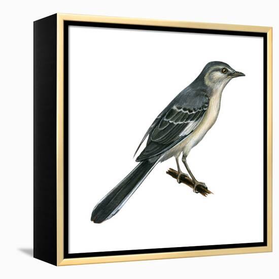 Northern Mockingbird (Mimus Polyglottos), Birds-Encyclopaedia Britannica-Framed Stretched Canvas