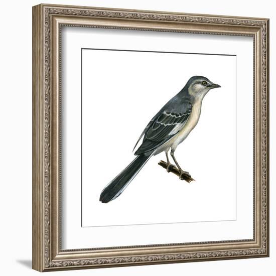 Northern Mockingbird (Mimus Polyglottos), Birds-Encyclopaedia Britannica-Framed Art Print