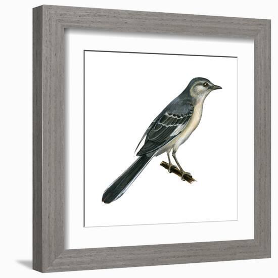 Northern Mockingbird (Mimus Polyglottos), Birds-Encyclopaedia Britannica-Framed Art Print